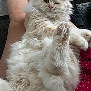 Perle a rejoint le concours — aidez-le/la à gagner de superbes lots ! abyssinian, angora, animal, cat, couch, furniture, hardwood, kitten, manx, person, pet, siamese, sleeping, white, wood