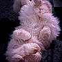 Perle participe au concours pour gagner de l'argent avec cette photo : angora, animal, bodypart, canine, cat, couch, dog, electronics, furniture, kitten, lion, manx, mouth, person, pet, rabbit, remotecontrol, siamese, sleeping, whitedog