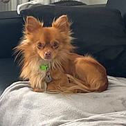 Végas participe au concours pour gagner de l'argent avec cette photo : dog, chihuahua, long_haired_dog, pet, collar, id_tag, brown_fur, couch, blanket, living_room, radiator, pillow, indoor, portrait, sitting, looking_at_camera, small_dog, ears, fur, cute