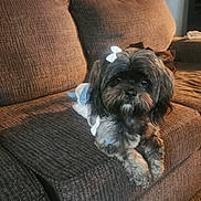 Muffin is registered to the contest to win money with this photo: animal, bow, brown_couch, carpet, companion, couch, cozy, cute, dog, dress, fluffy, fur, home, indoor, living_room, looking_at_camera, pet, pillow, relaxed, small_dog