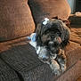 animal, bow, brown_couch, carpet, companion, couch, cozy, cute, dog, dress, fluffy, fur, home, indoor, living_room, looking_at_camera, pet, pillow, relaxed, small_dog