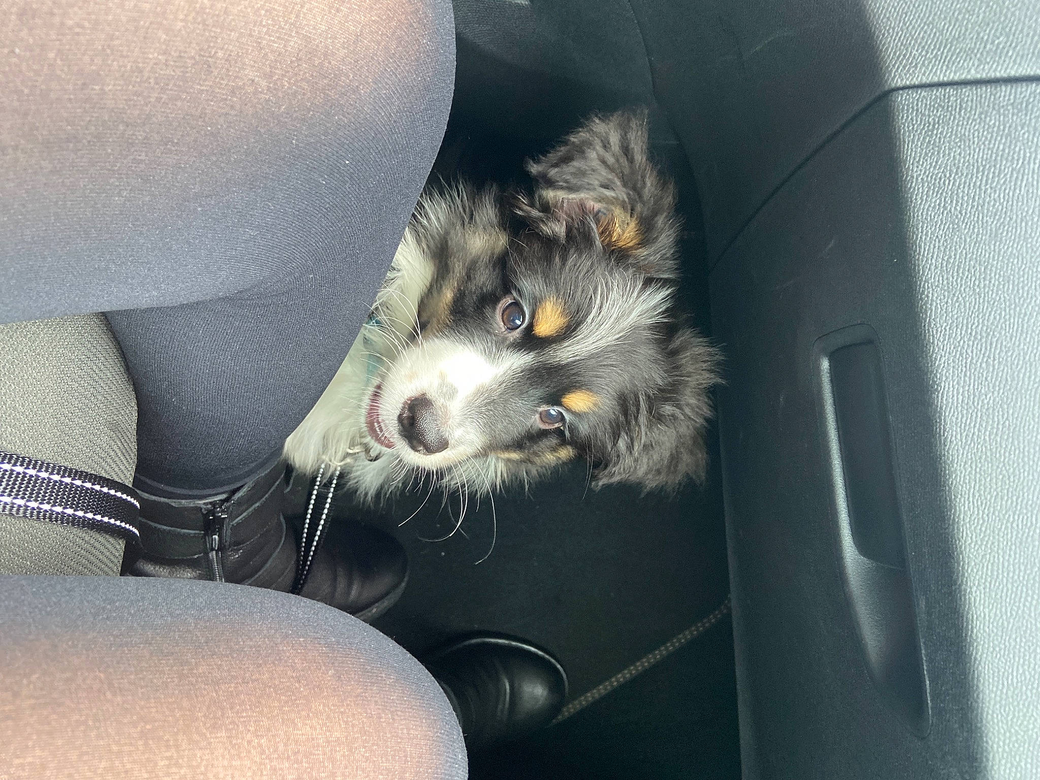 Pago a rejoint le concours — aidez-le/la à gagner de superbes lots ! auto_part, automotive_design, automotive_exterior, automotive_tire, canidae, car, car_seat, carnivore, comfort, companion_dog, dog_breed, family_car, felidae, fur, luxury_vehicle, motor_vehicle, small_to_medium_sized_cats, snout, vehicle, whiskers