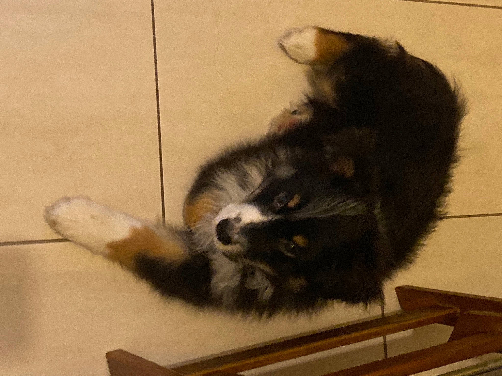 Pago participe au concours pour gagner de l'argent avec cette photo : british_longhair, canidae, carnivore, cat, claw, companion_dog, dog_breed, domestic_short_haired_cat, felidae, flooring, fur, paw, small_to_medium_sized_cats, snout, sporting_group, tail, terrestrial_animal, whiskers, window, wood