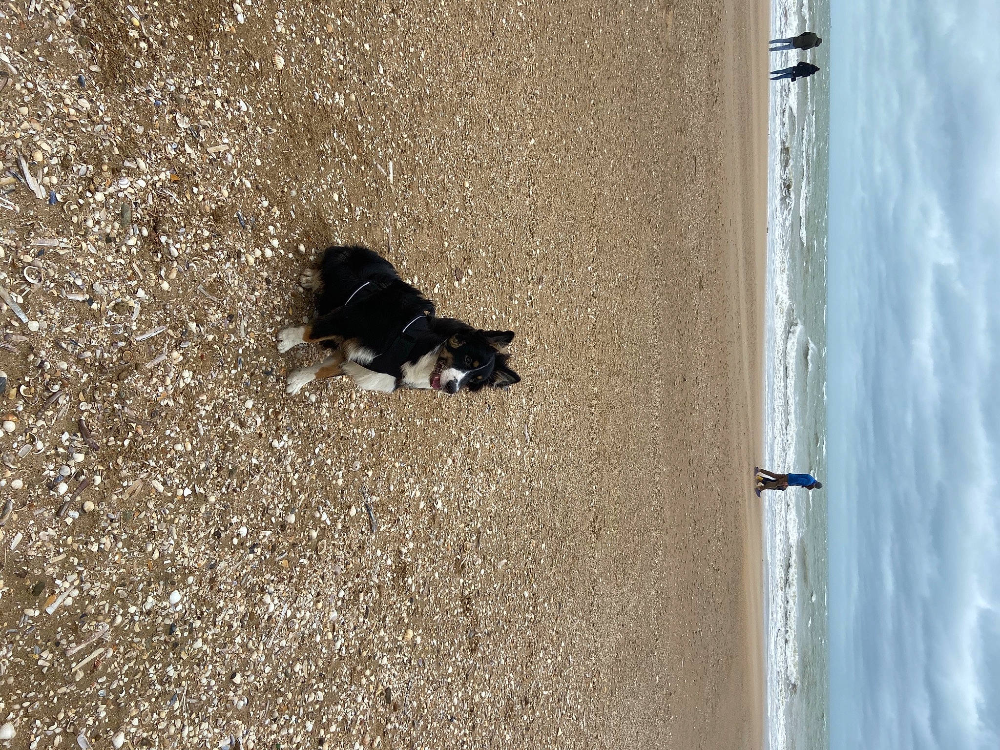 Pago participe au concours pour gagner de l'argent avec cette photo : asphalt, automotive_tire, beach, carnivore, cat, cloud, felidae, grey, road_surface, sand, shadow, sky, small_to_medium_sized_cats, soil, tail, tints_and_shades, wall, water, window, wood