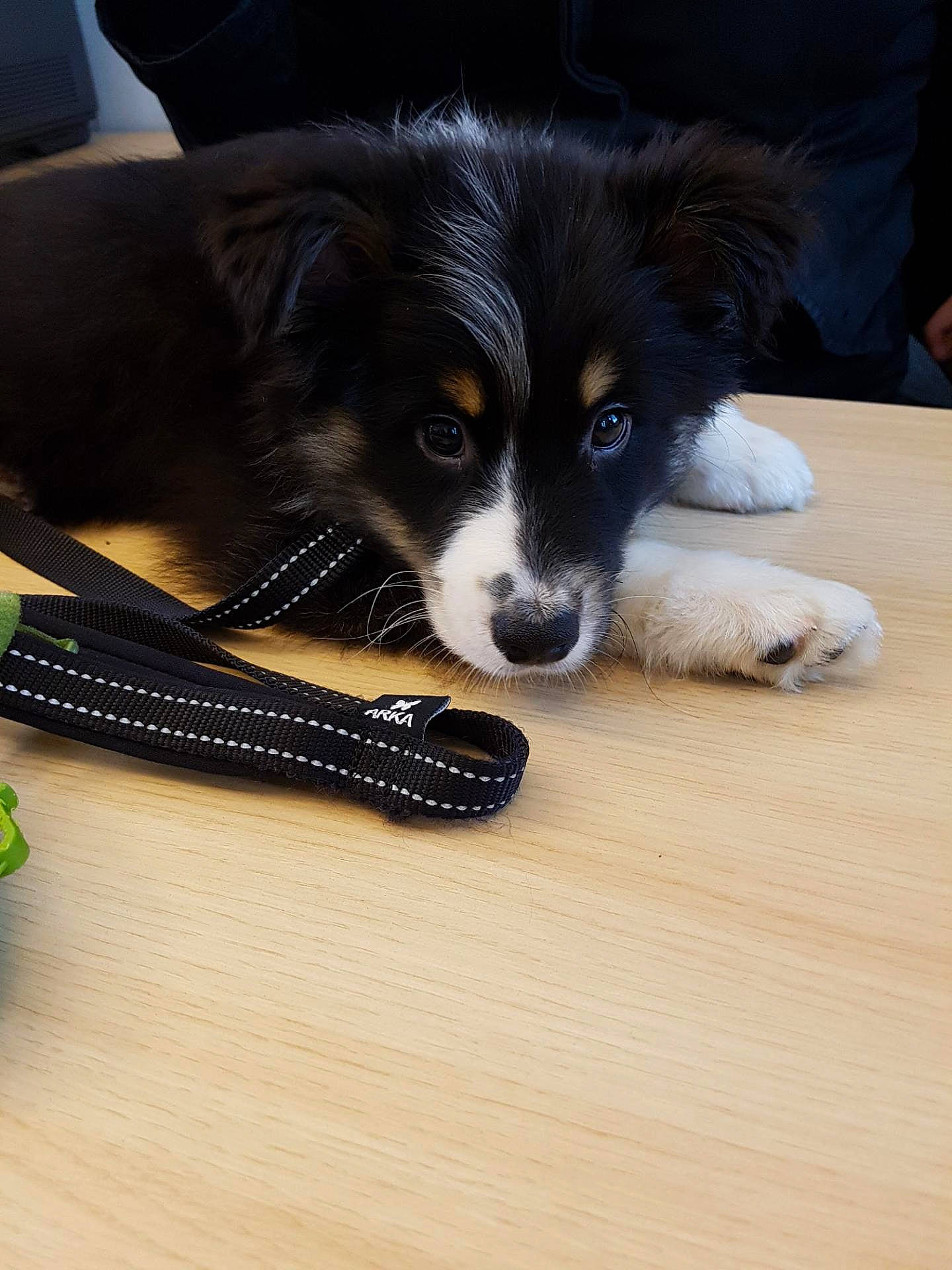 Pago participe au concours pour gagner de l'argent avec cette photo : australian_collie, canidae, carnivore, chair, collar, companion_dog, dog, dog_breed, flooring, fur, hardwood, herding_dog, recreation, snout, sporting_group, table, whiskers, wood, working_animal, working_dog