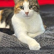 Callie joined the competition — help win amazing prizes! cat, calico_cat, pet, animal, feline, lying_down, blanket, indoor, resting, fur, whiskers, ears, paw, face, looking, closeup, cozy, relaxed, domestic_animal, soft