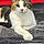 Callie
