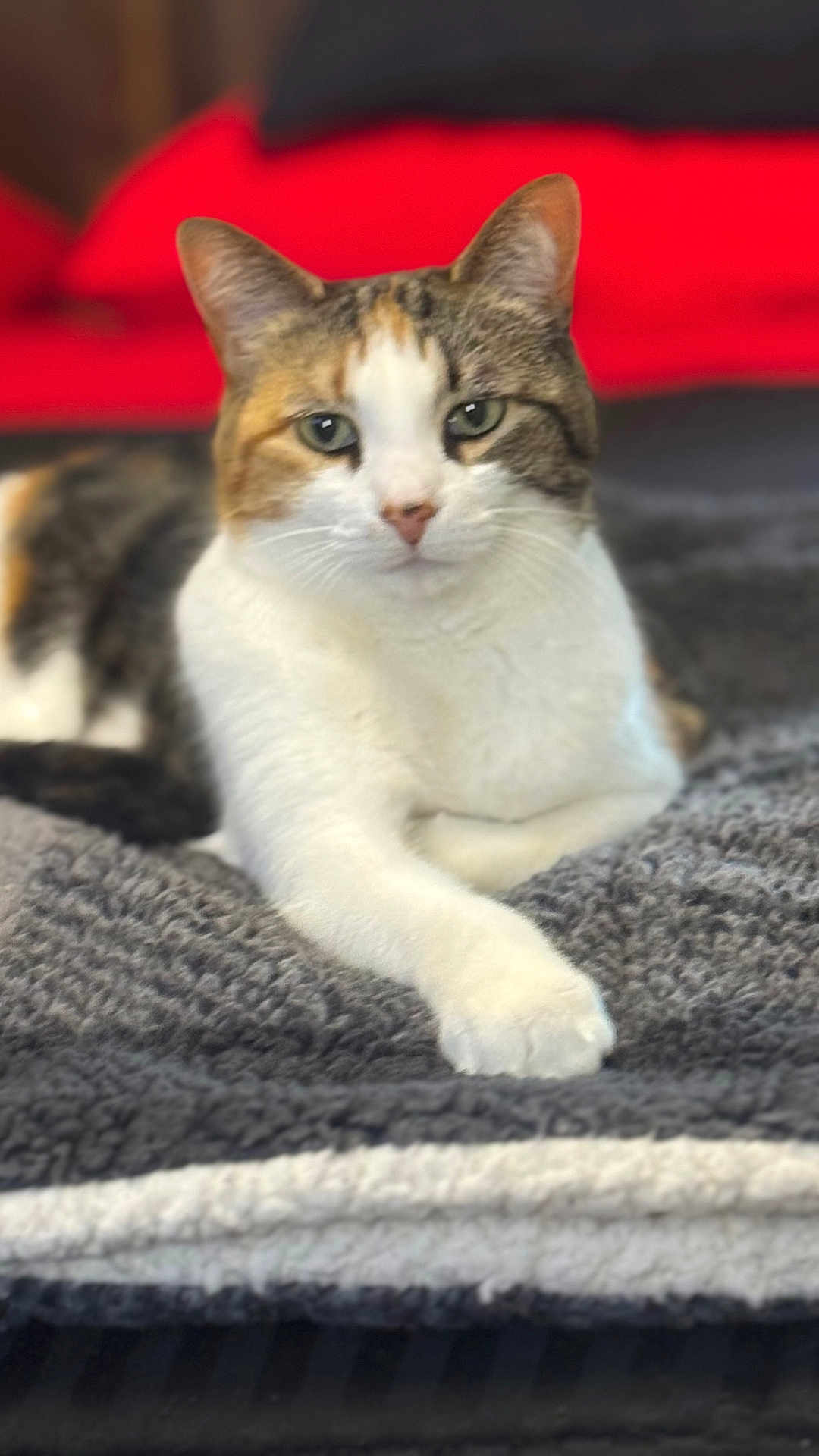Callie joined the competition — help win amazing prizes! cat, calico_cat, pet, animal, feline, lying_down, blanket, indoor, resting, fur, whiskers, ears, paw, face, looking, closeup, cozy, relaxed, domestic_animal, soft
