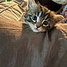 Moon joined the competition — help win amazing prizes! adorable, animal, bed, blanket, cat, closeup, cozy, curious, cute, domestic_animal, ears, eyes, fluffy, fur, indoor, kitten, pet, resting, soft, young