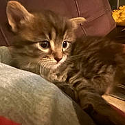 Moon is registered to the contest to win money with this photo: animal, blanket, cat, comfort, cozy, cute, ears, eyes, feline, fur, indoor, kitten, pet, resting, small, snuggling, soft, tabby, whiskers, young