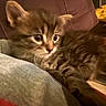 animal, blanket, cat, comfort, cozy, cute, ears, eyes, feline, fur, indoor, kitten, pet, resting, small, snuggling, soft, tabby, whiskers, young