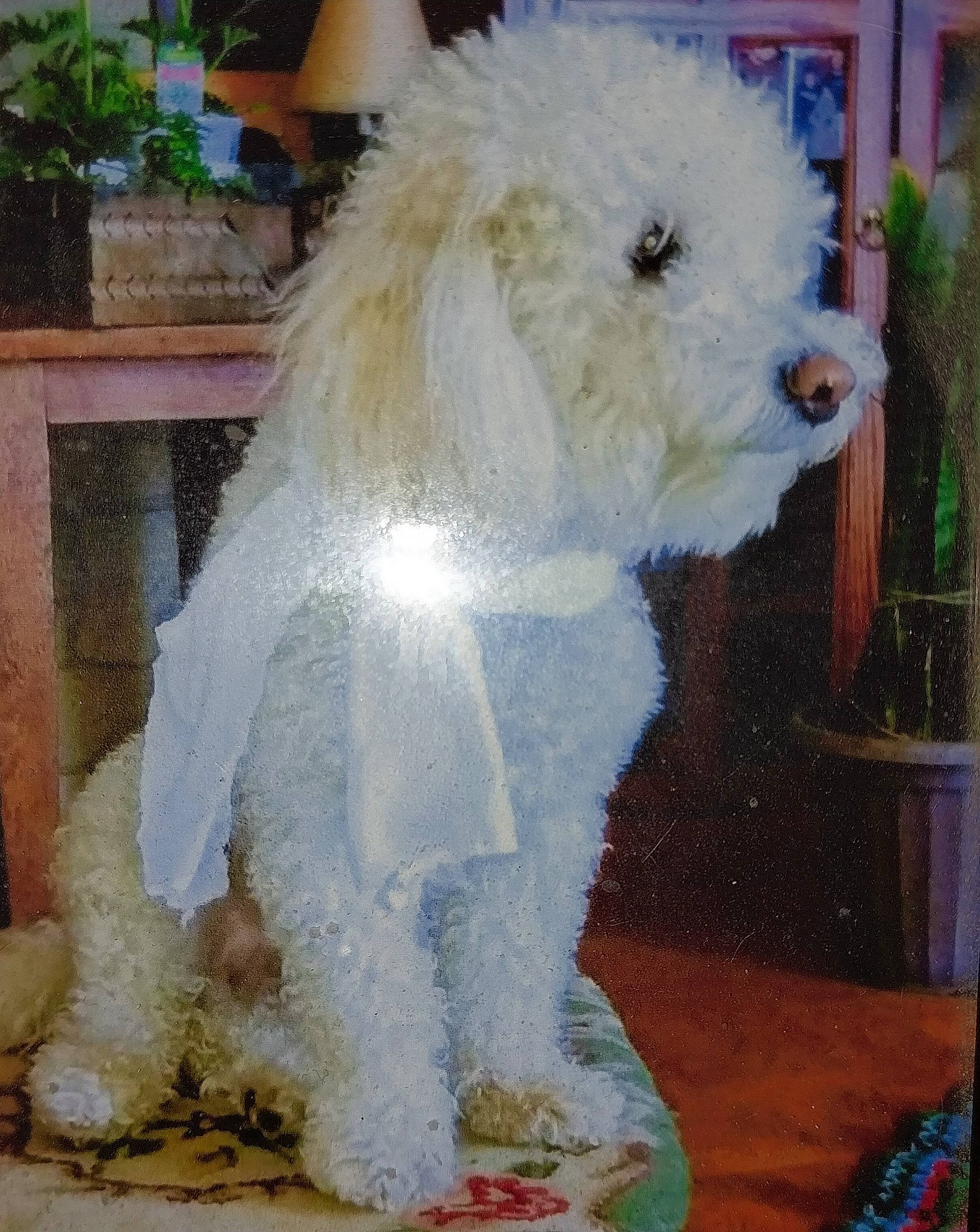 Chucky is registered to the contest to win money with this photo: canidae, carnivore, companion_dog, dog, dog_breed, dog_supply, event, flooring, flowerpot, fur, houseplant, non_sporting_group, plant, snout, sporting_group, tail, terrier, toy_dog