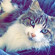 Chipie a rejoint le concours — aidez-le/la à gagner de superbes lots !