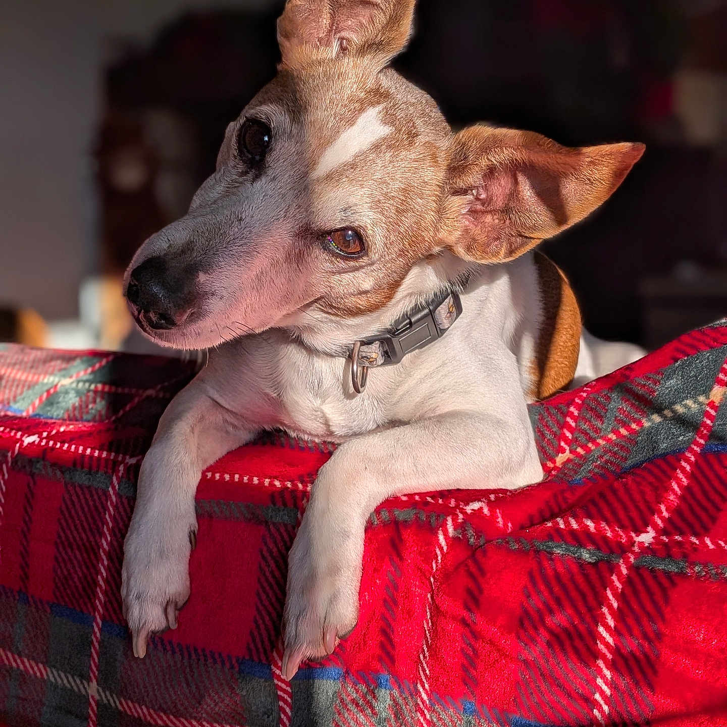 Jeckyl a rejoint le concours — aidez-le/la à gagner de superbes lots ! animal, blanket, collar, companion, cozy, cute, dog, domestic, ears, fur, head_tilt, indoor, paws, pet, plaid, portrait, red, relaxed, resting, sunlight
