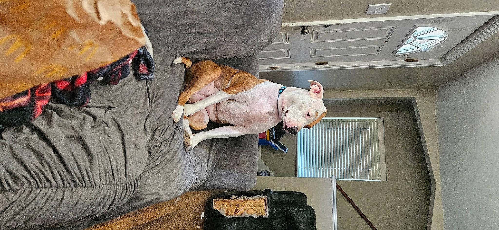 Phoebe is registered to the contest to win money with this photo: abdomen, bag, canidae, carnivore, comfort, companion_dog, couch, dog, dog_breed, dog_supply, elbow, fawn, fur, human_leg, knee, pet_supply, room, snout, sporting_group, tableware