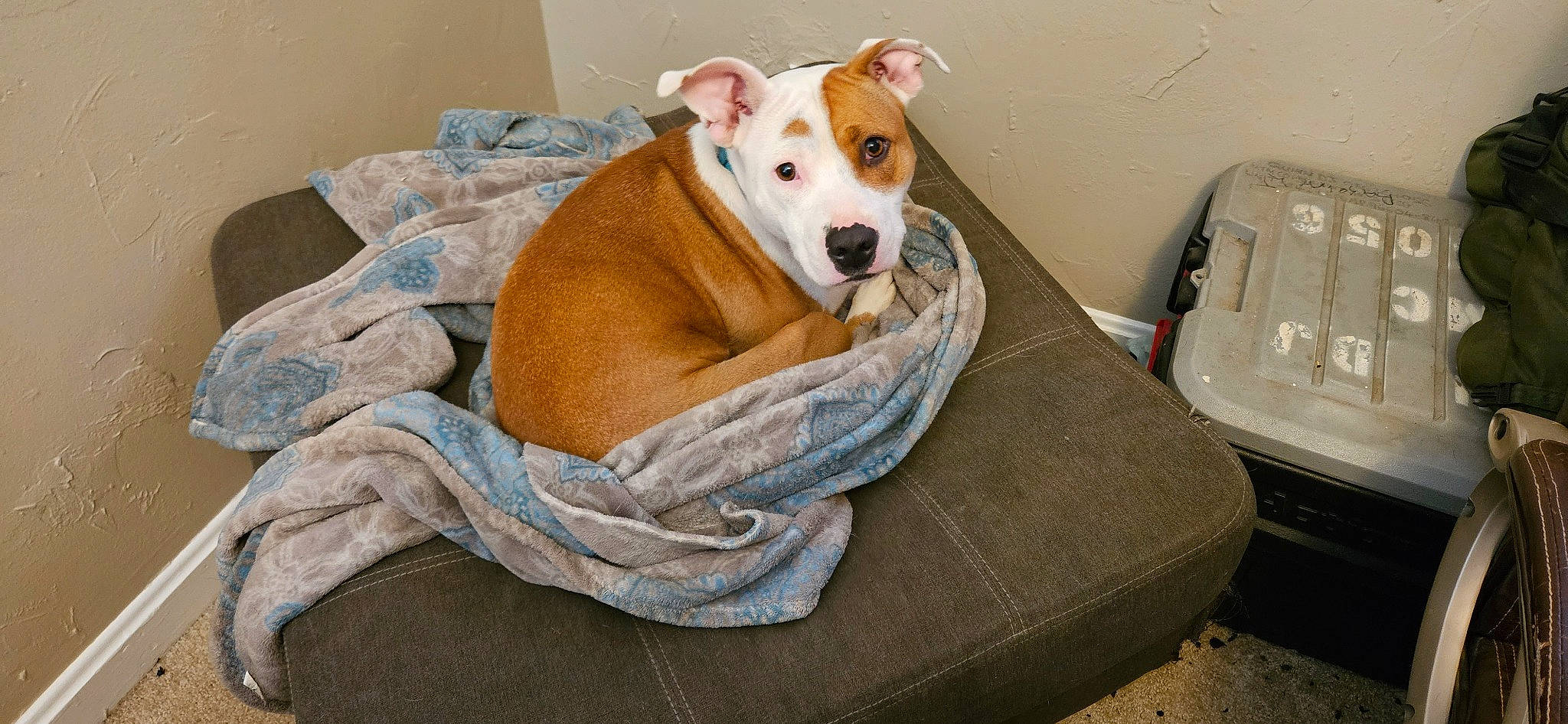 Phoebe is registered to the contest to win money with this photo: bed, bedding, canidae, carnivore, collar, comfort, companion_dog, dog, dog_bed, dog_breed, dog_supply, fawn, linens, pet_supply, snout, sporting_group, tail, whiskers, wood, working_animal