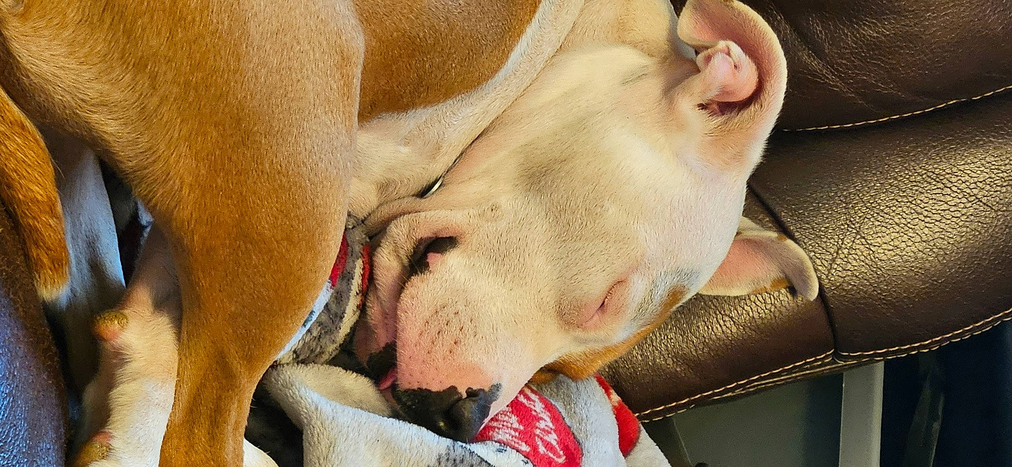 Phoebe joined the competition — help win amazing prizes! canidae, carmine, carnivore, close_up, collar, comfort, companion_dog, dog, dog_breed, dog_collar, ear, fawn, non_sporting_group, snout, sporting_group, terrestrial_animal, whiskers, working_animal, wrinkle