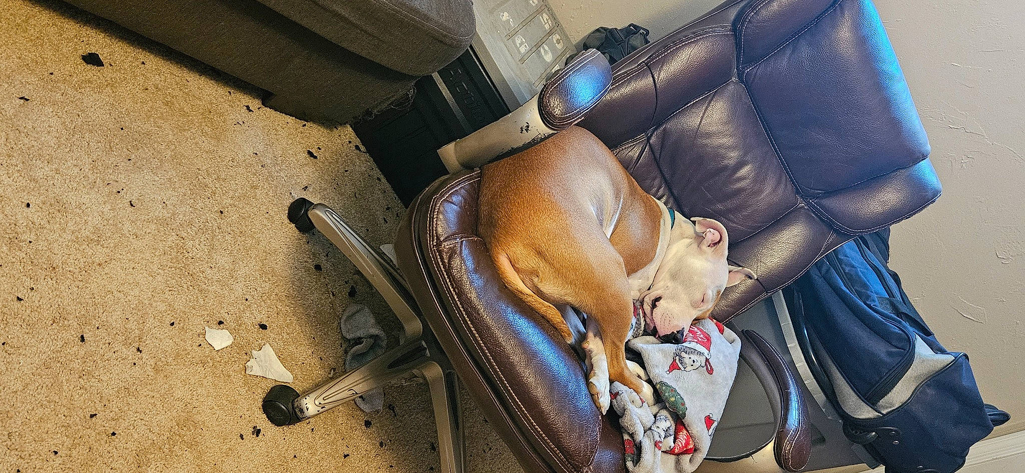 Phoebe joined the competition — help win amazing prizes! auto_part, automotive_lighting, bag, baggage, bumper, car_seat, carnivore, comfort, companion_dog, dog, dog_breed, fashion_accessory, fawn, human_leg, luggage_and_bags, motor_vehicle, sitting, sporting_group, vehicle_door, working_animal
