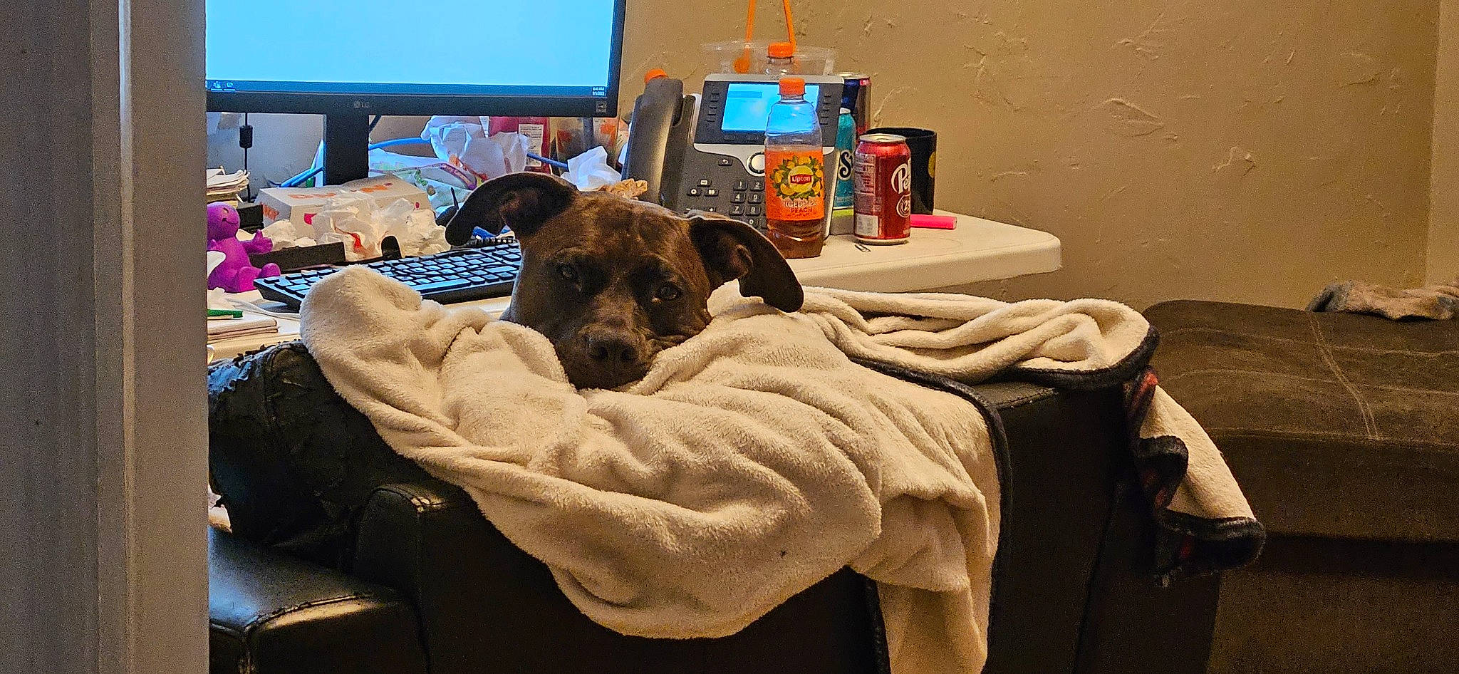 Tipsy joined the competition — help win amazing prizes! carnivore, chair, comfort, companion_dog, computer, computer_keyboard, computer_monitor, desk, dog, dog_breed, fawn, furniture, gadget, linens, peripheral, personal_computer, room, table, tableware, working_animal