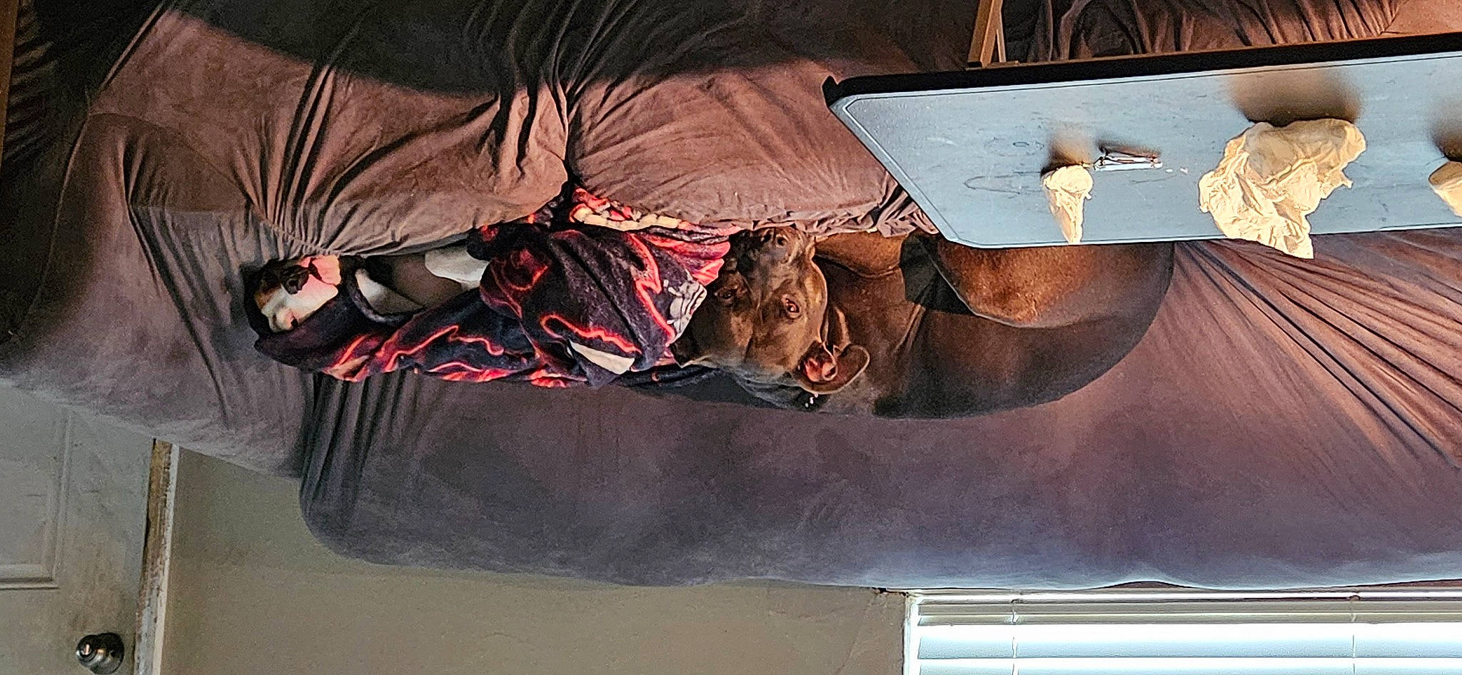 Tipsy is registered to the contest to win money with this photo: automotive_exterior, bat, bumper, carmine, carnivore, comfort, felidae, fur, hardwood, room, tints_and_shades, vehicle_door, wood