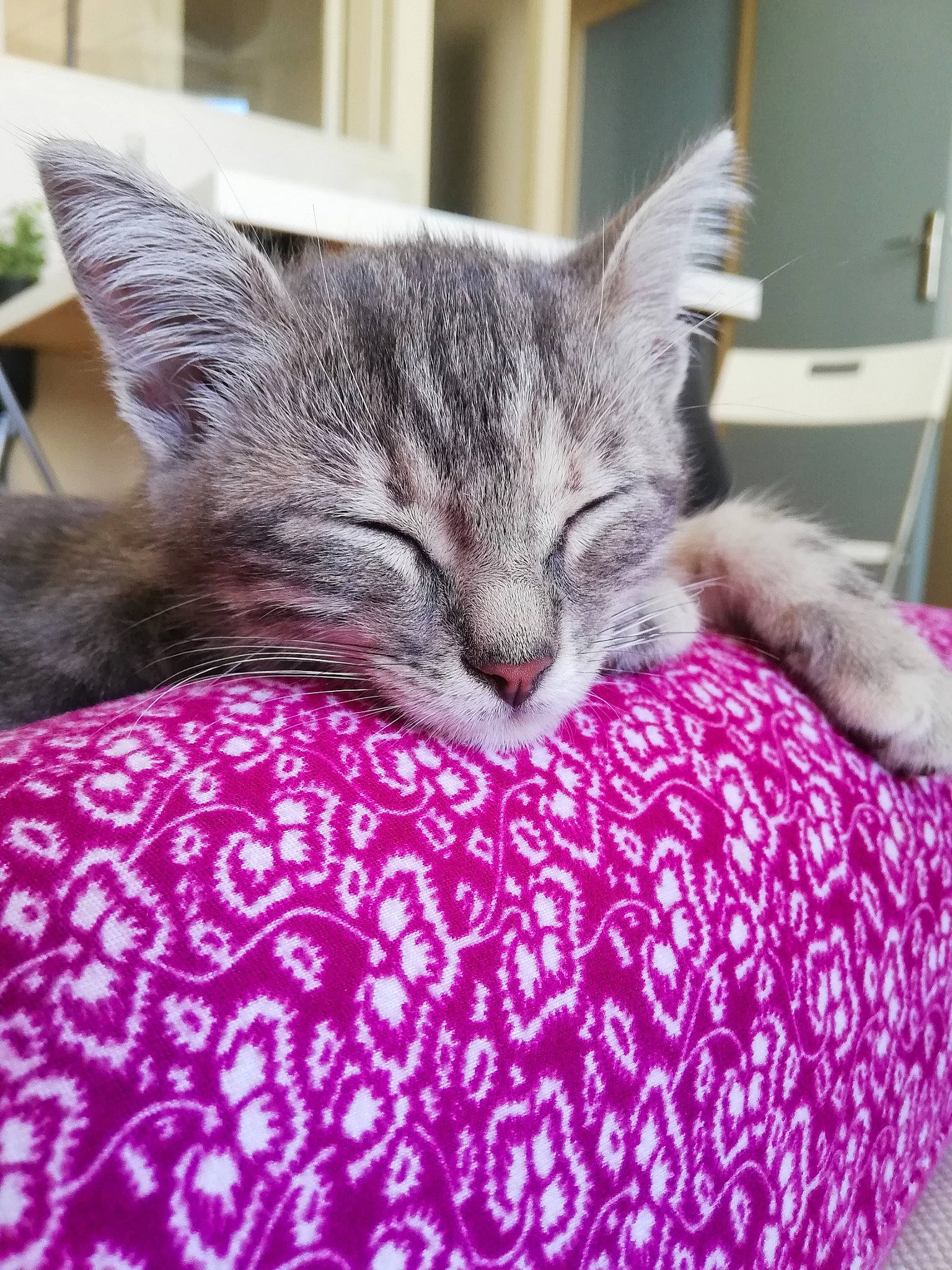 Aria participe au concours pour gagner de l'argent avec cette photo : american_shorthair, asian, carnivore, cat, domestic_short_haired_cat, dragon_li, egyptian_mau, european_shorthair, felidae, fur, furniture, kitten, nap, pink, pixie_bob, sleep, small_to_medium_sized_cats, tabby_cat, textile, whiskers