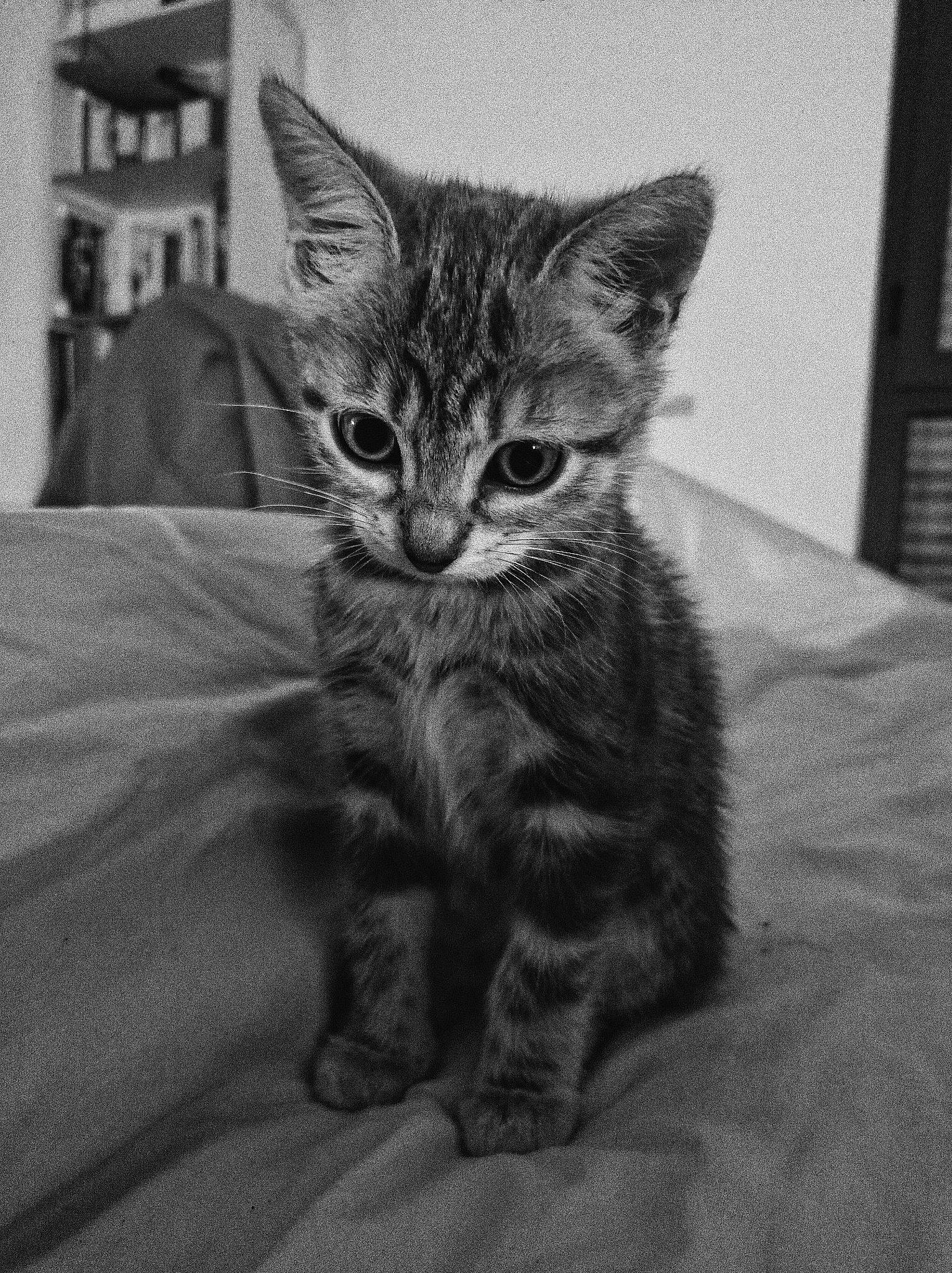 Billie a rejoint le concours — aidez-le/la à gagner de superbes lots ! art, black_and_white, carnivore, cat, claw, comfort, domestic_short_haired_cat, eye, felidae, fur, grey, head, monochrome, monochrome_photography, paw, sitting, small_to_medium_sized_cats, snout, tail, whiskers