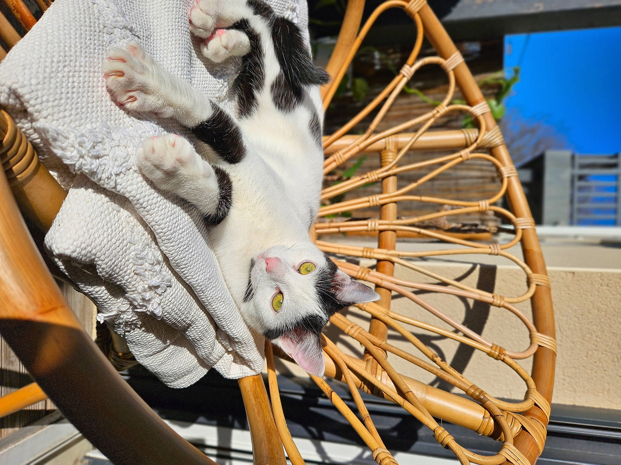 Noa participe au concours pour gagner de l'argent avec cette photo : automotive_wheel_system, bicycle_accessory, bicycle_fork, bicycle_frame, bicycle_handlebar, bicycle_part, bicycle_tire, bicycle_wheel, bicycles_equipment_and_supplies, carnivore, cat, felidae, hub_gear, metal, rim, small_to_medium_sized_cats, spoke, wheel, whiskers, wood