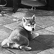 Alpha participe au concours pour gagner de l'argent avec cette photo : animal, black_and_white, cabinet, canine, cozy, curious, dog, feeding_bowl, floor, fur, home, indoor, looking_back, pet, puppy, resting, shadow, texture, tile, young