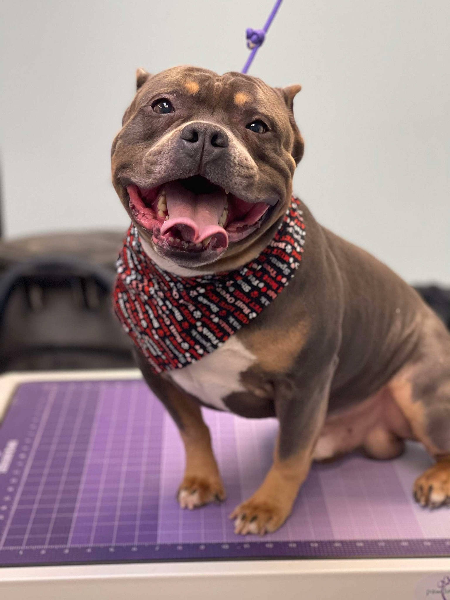 Goliath is registered to the contest to win money with this photo: bulldog, canidae, carnivore, collar, companion_dog, dog, dog_breed, dog_collar, fawn, guard_dog, liver, molosser, non_sporting_group, pet_supply, snout, sporting_group, terrestrial_animal, whiskers, working_animal, working_dog