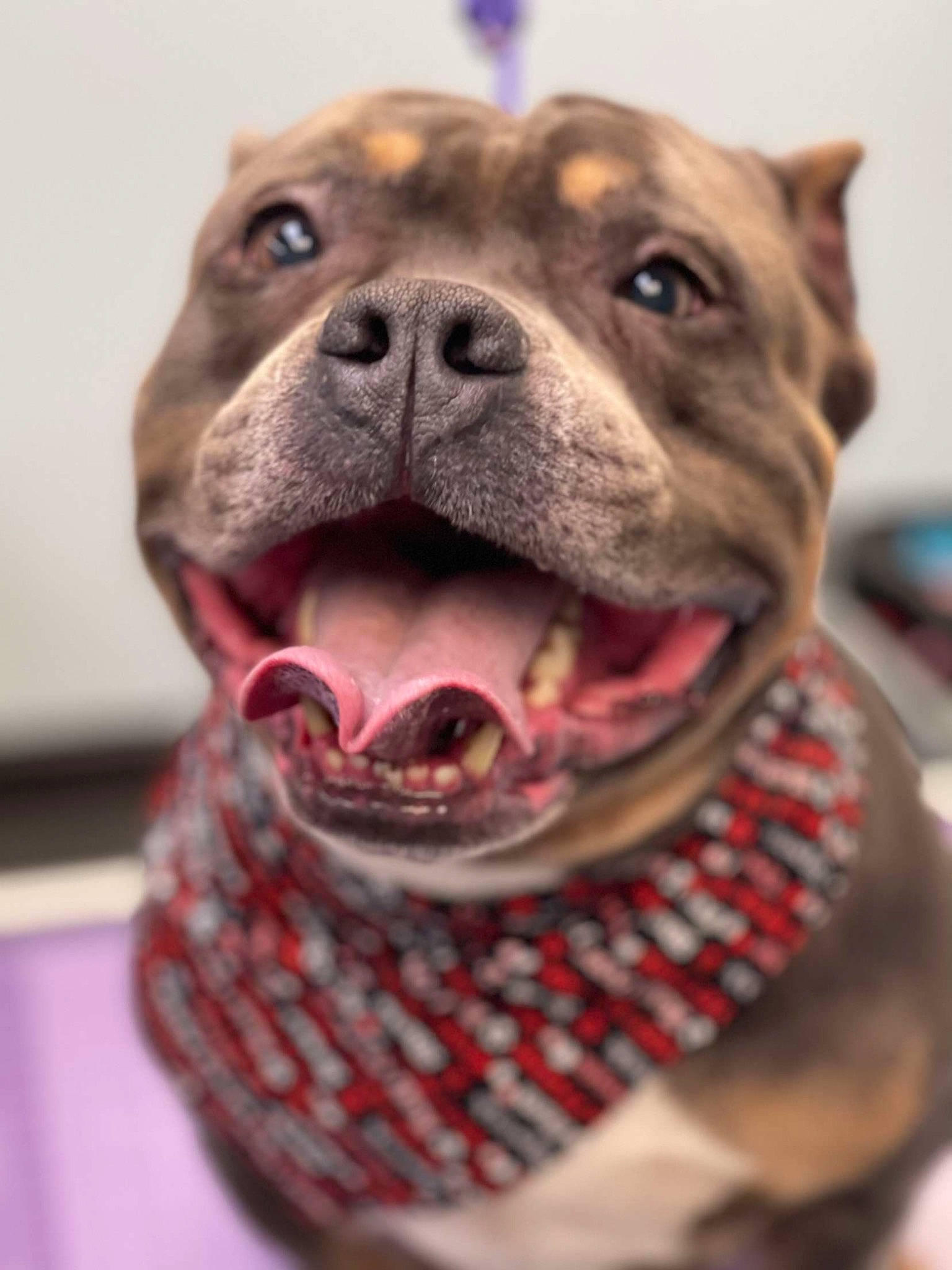 Goliath joined the competition — help win amazing prizes! canidae, carnivore, close_up, collar, companion_dog, dog, dog_breed, fawn, fur, jaw, liver, molosser, pet_supply, photograph, snout, sporting_group, terrestrial_animal, whiskers, working_animal, wrinkle