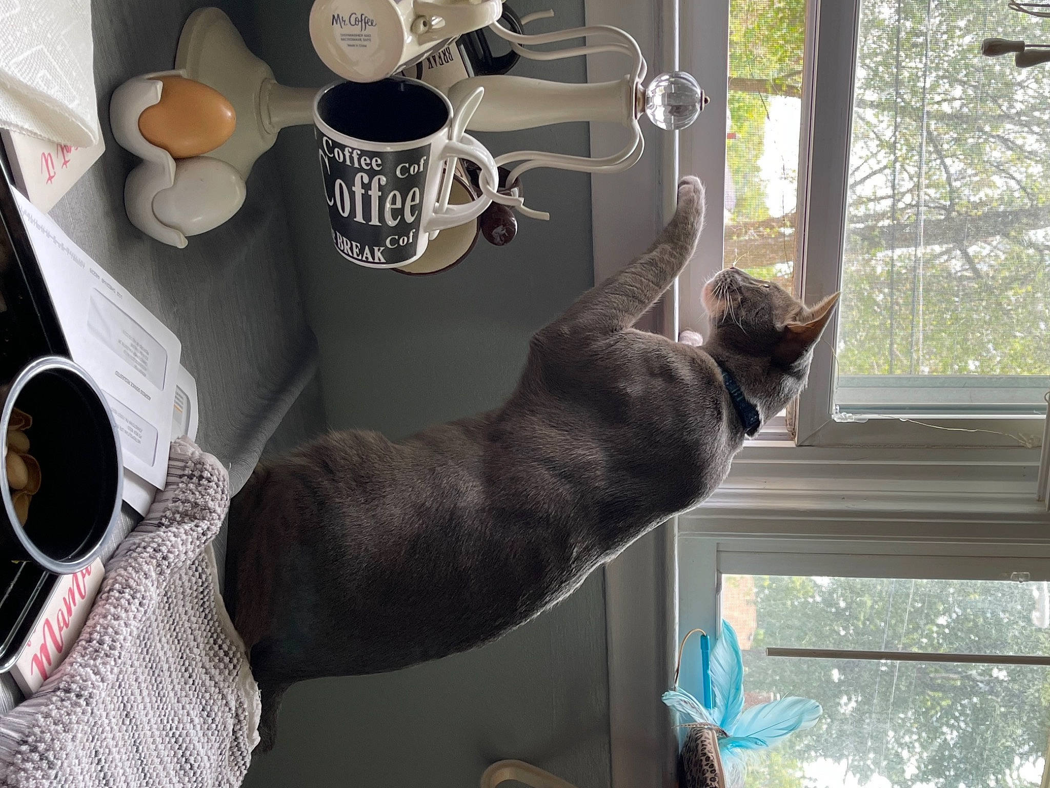 Grey joined the competition — help win amazing prizes! carnivore, cat, coffee, coffee_cup, cup, dishware, drinkware, eyewear, felidae, gesture, mug, porcelain, room, serveware, tableware, tail, teacup, textile, window