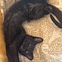 Réglisse participe au concours pour gagner de l'argent avec cette photo : animal, black_cat, blanket, cat, comfort, cozy, cute, ears, feline, fur, home, indoor, paw, pet, relaxed, resting, sleepy, stretching, tail, whiskers