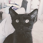 Réglisse participe au concours pour gagner de l'argent avec cette photo : black_cat, cat, sunglasses, indoor, pet, animal, feline, close_up, portrait, fur, whiskers, eyes, cute, domestic_animal, living_room, blurred_background, relaxed, seated, cozy, fashion