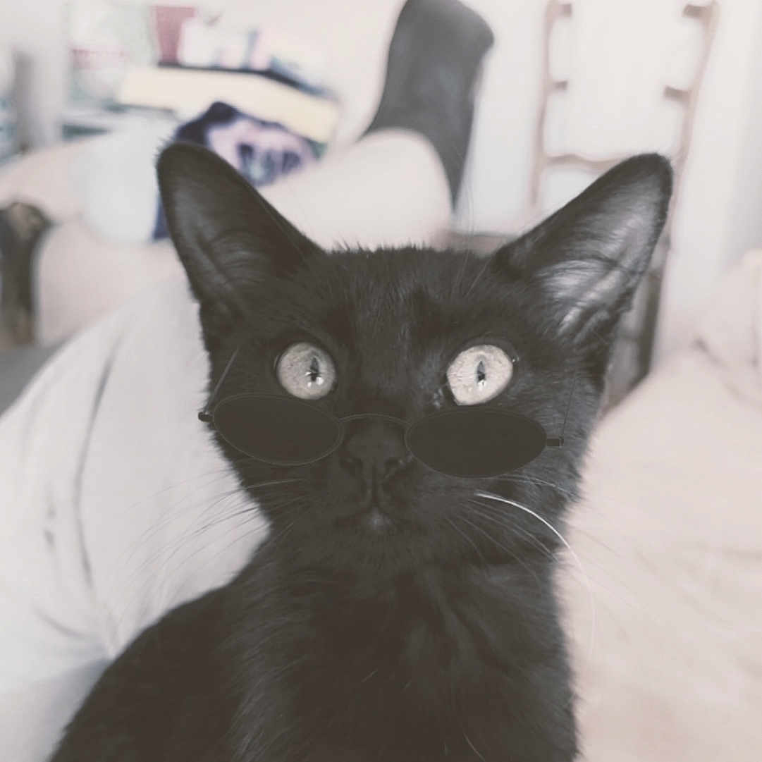Réglisse participe au concours pour gagner de l'argent avec cette photo : animal, black_cat, blurred_background, cat, close_up, cozy, cute, domestic_animal, eyes, fashion, feline, fur, indoor, living_room, pet, portrait, relaxed, seated, sunglasses, whiskers