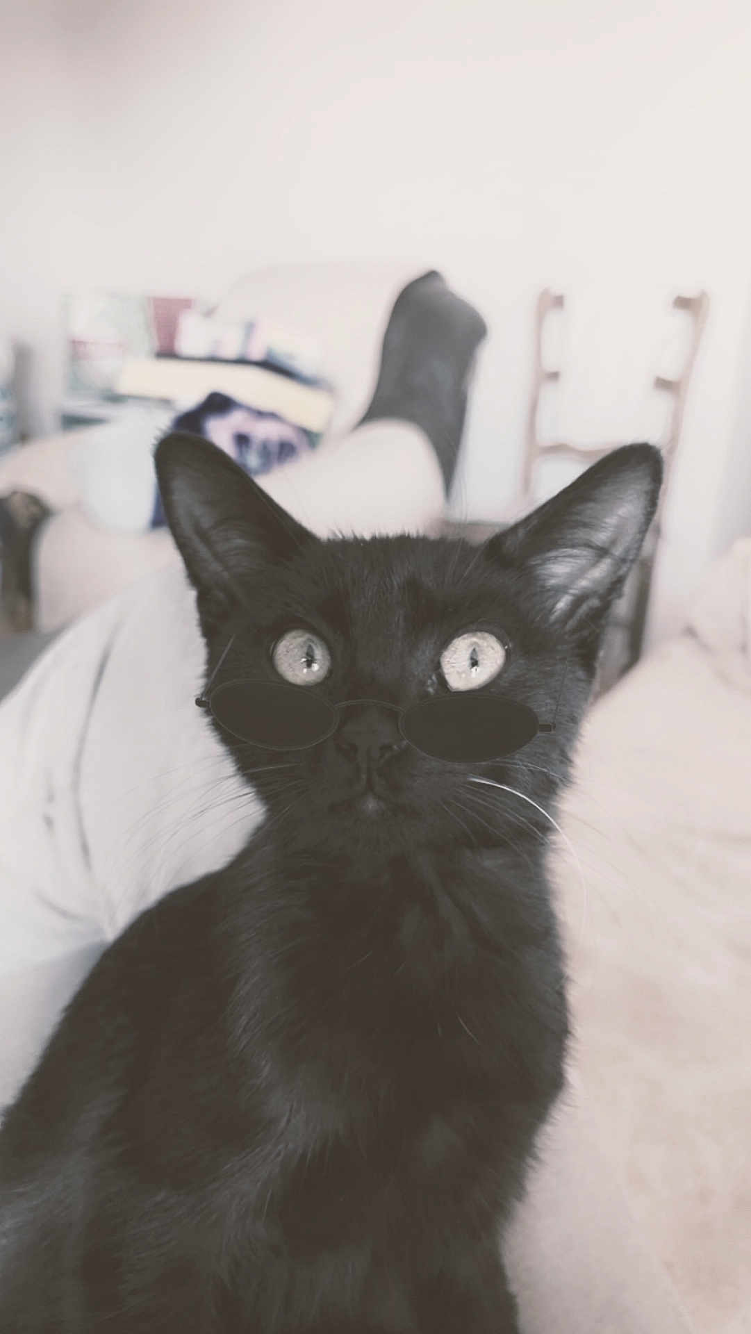 Réglisse participe au concours pour gagner de l'argent avec cette photo : black_cat, cat, sunglasses, indoor, pet, animal, feline, close_up, portrait, fur, whiskers, eyes, cute, domestic_animal, living_room, blurred_background, relaxed, seated, cozy, fashion