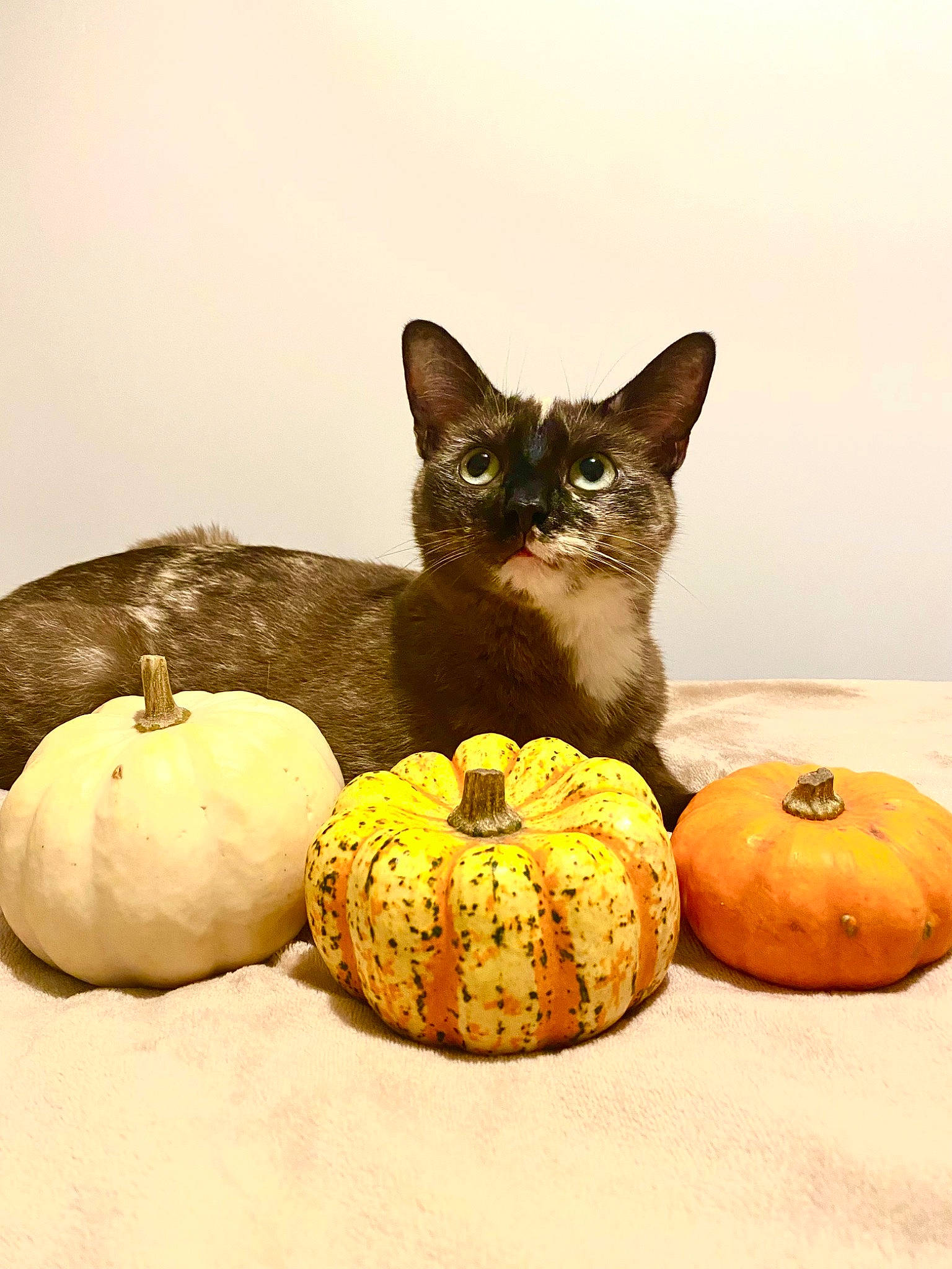 Lacey Bean joined the competition — help win amazing prizes! calabaza, carnivore, cat, creative_arts, cucurbita, felidae, food, food_group, gourd, natural_foods, pumpkin, small_to_medium_sized_cats, squash, staple_food, still_life, still_life_photography, vegetable, whiskers, winter_squash, wood