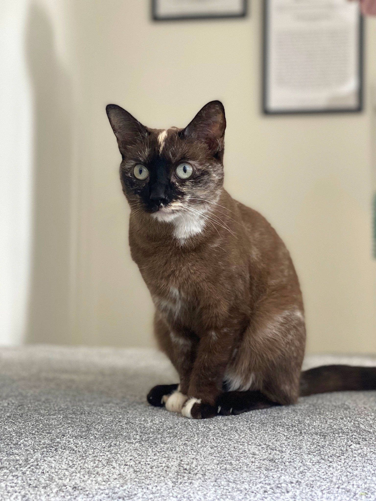 Lacey Bean is registered to the contest to win money with this photo: black_cat, carnivore, cat, claw, comfort, domestic_short_haired_cat, felidae, flooring, fur, grey, iris, monochrome_photography, paw, sitting, small_to_medium_sized_cats, snout, tail, terrestrial_animal, thai, whiskers