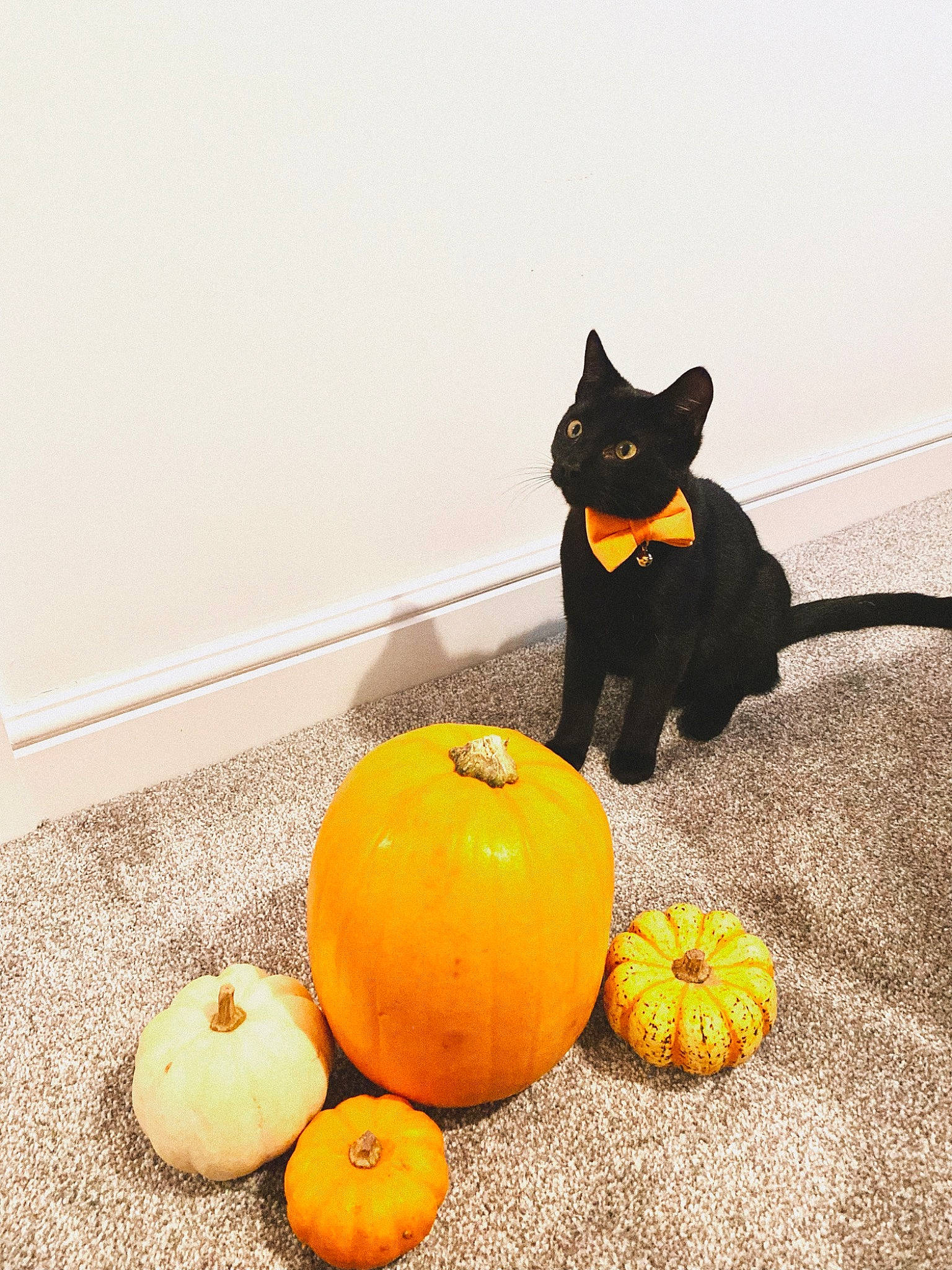 Bagel is registered to the contest to win money with this photo: bombay, calabaza, carnivore, cat, cucurbita, felidae, food, fruit, gourd, grey, natural_foods, orange, plant, pumpkin, small_to_medium_sized_cats, squash, tail, vegetable, whiskers, winter_squash