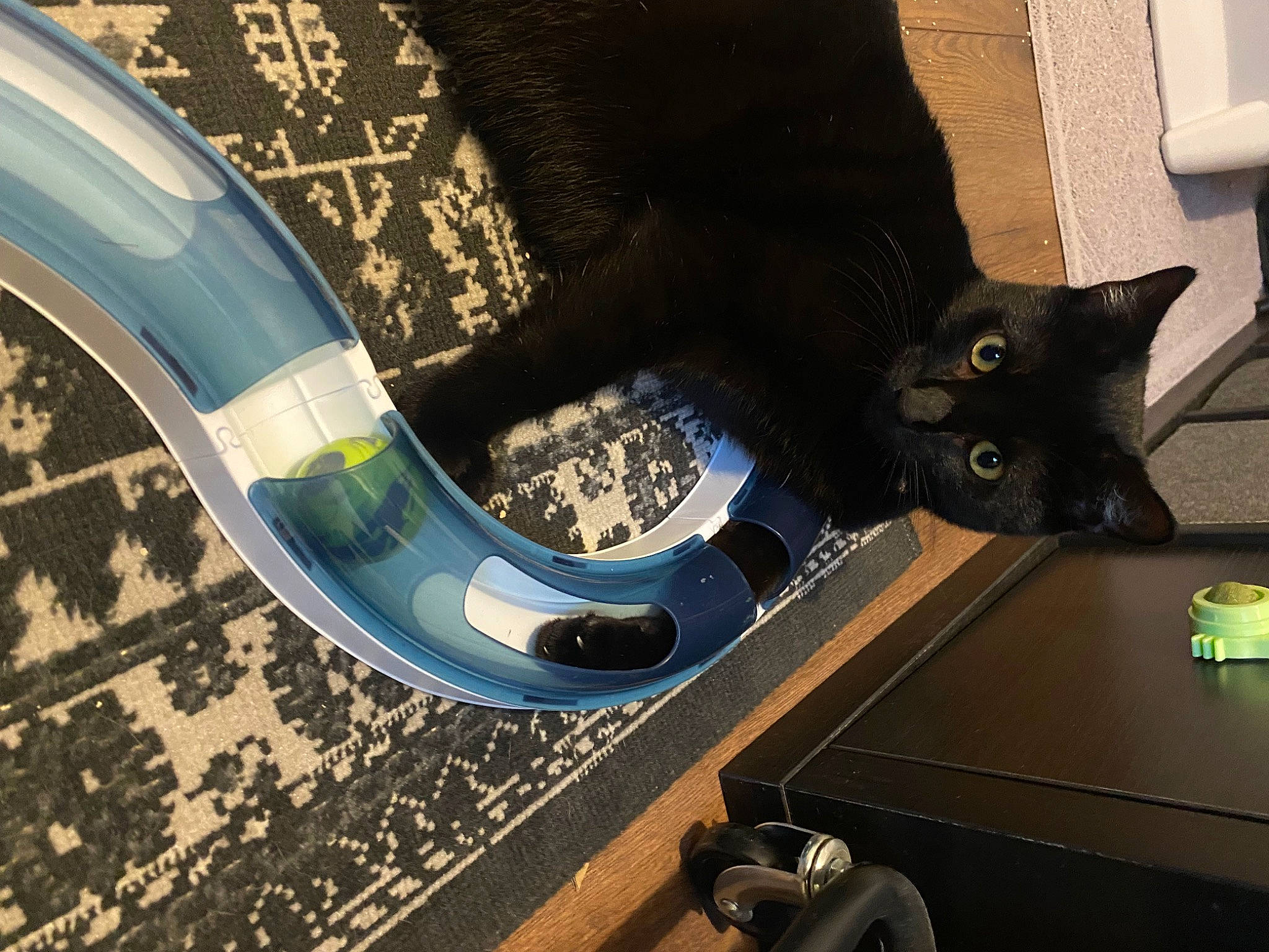 Bagel joined the competition — help win amazing prizes! art, automotive_tire, automotive_wheel_system, carnivore, cat, circle, domestic_short_haired_cat, felidae, floor, flooring, font, foot, human_leg, pattern, rim, room, small_to_medium_sized_cats, tail, tire, whiskers