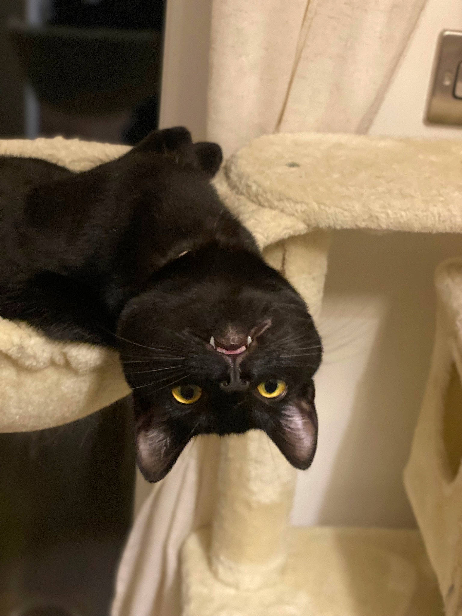 Bagel is registered to the contest to win money with this photo: black_cat, bombay, carnivore, cat, cat_supply, claw, comfort, domestic_short_haired_cat, felidae, formal_wear, fur, pet_supply, small_to_medium_sized_cats, snout, tail, terrestrial_animal, whiskers