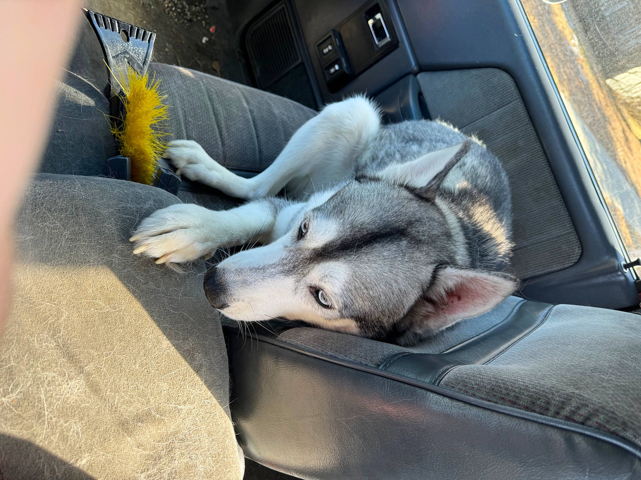 Dino joined the competition — help win amazing prizes! auto_part, carnivore, comfort, companion_dog, dog_breed, domestic_rabbit, fawn, felidae, foot, grey, human_leg, plant, rabbits_and_hares, small_to_medium_sized_cats, snout, sporting_group, tire, vehicle, vehicle_door, whiskers