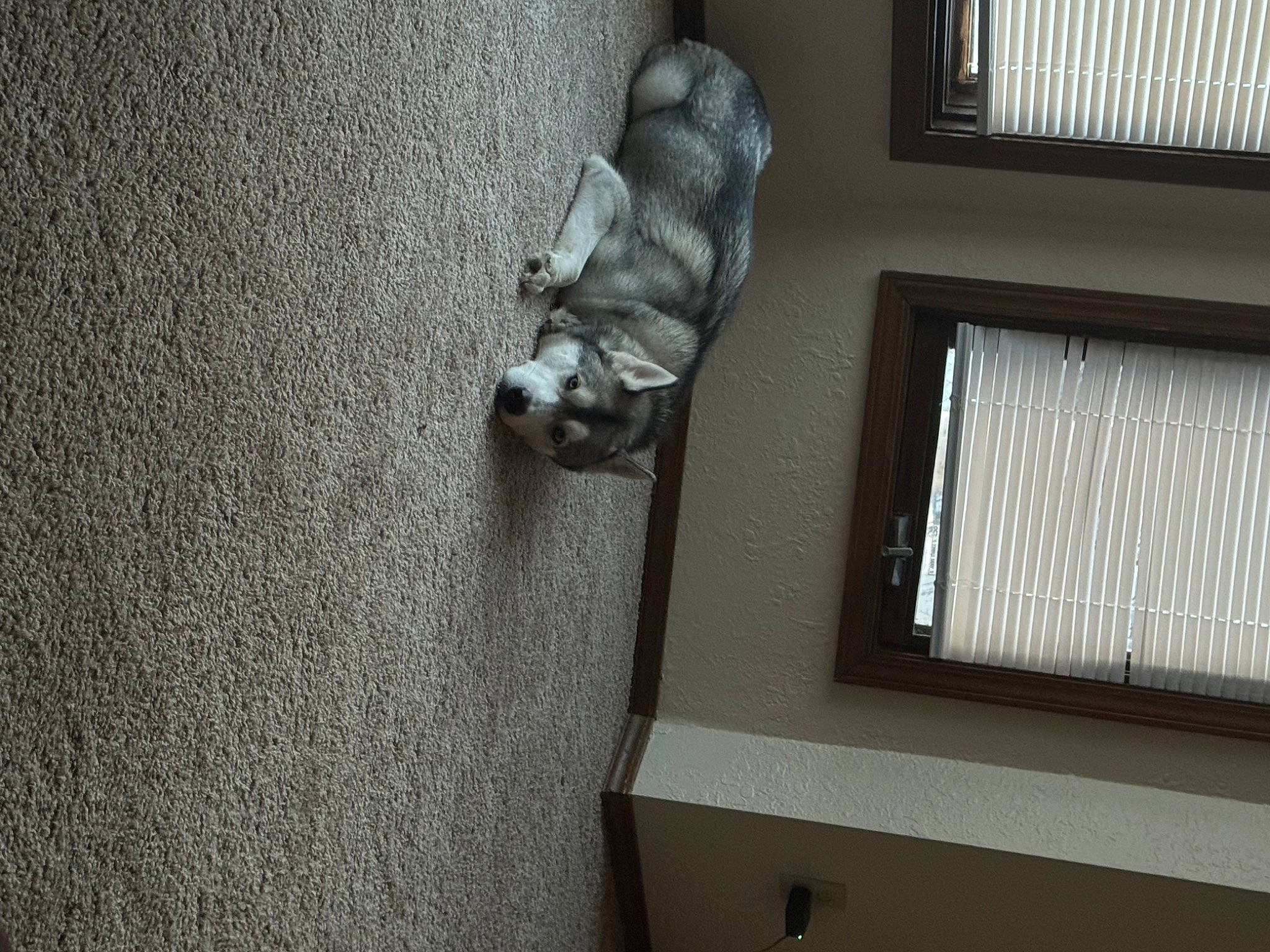 Dino is registered to the contest to win money with this photo: carnivore, cat, comfort, dog_breed, felidae, flooring, grey, hardwood, sash_window, shade, small_to_medium_sized_cats, sporting_group, tail, tints_and_shades, wall, window, window_blind, window_covering, window_treatment, wood