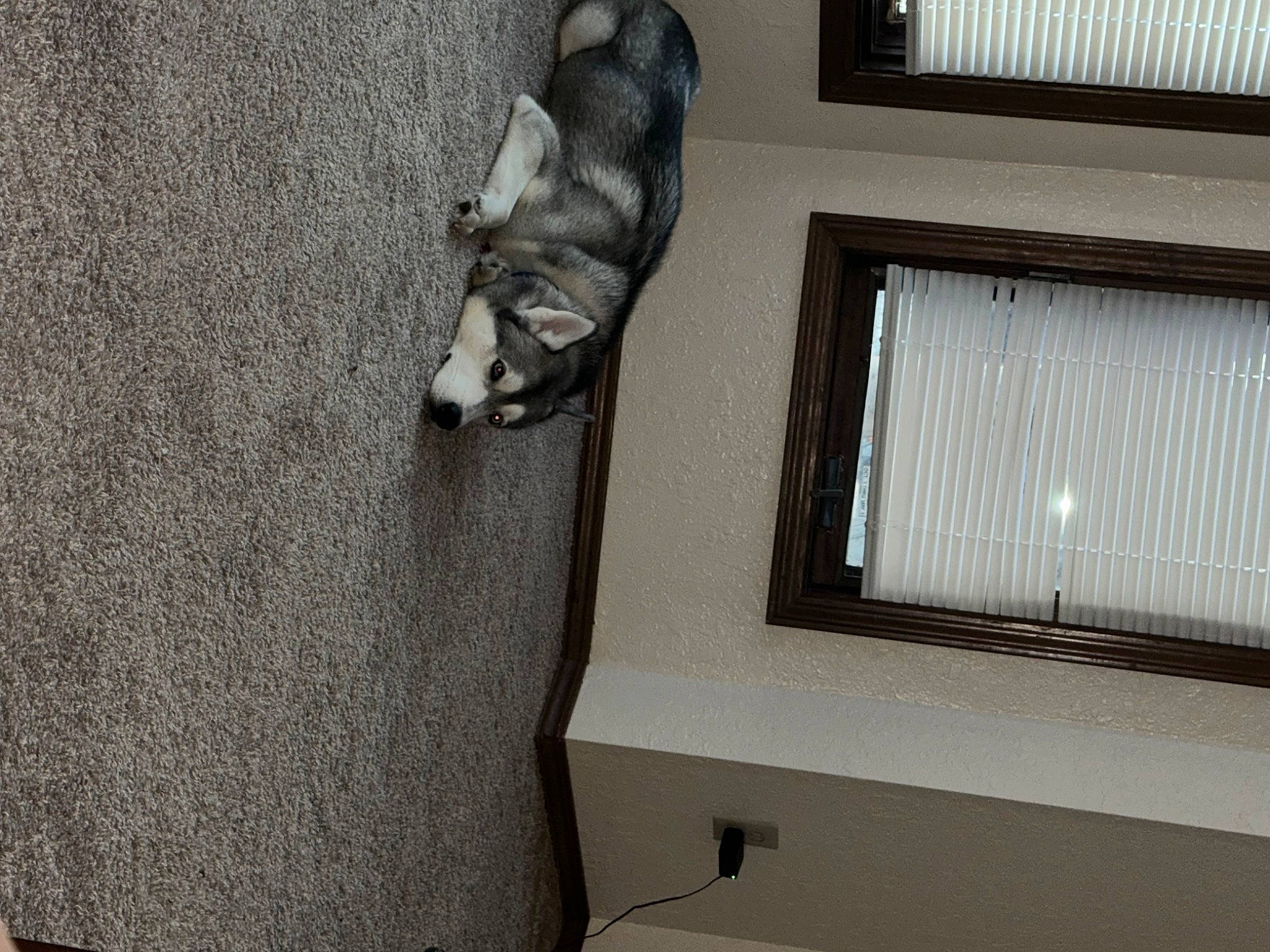 Dino is registered to the contest to win money with this photo: carnivore, cat, comfort, companion_dog, dog_breed, fawn, felidae, floor, flooring, grey, hardwood, room, sash_window, small_to_medium_sized_cats, sporting_group, tail, tints_and_shades, whiskers, window, wood