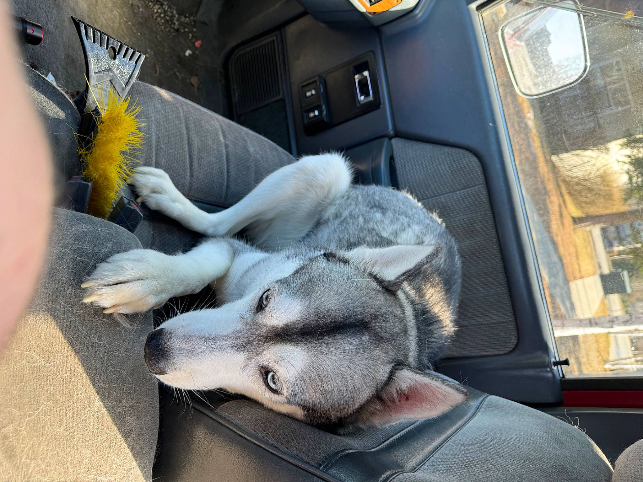 Dino joined the competition — help win amazing prizes! car_seat, car_seat_cover, carnivore, comfort, companion_dog, dog, dog_breed, family_car, felidae, fur, grey, human_leg, motor_vehicle, personal_luxury_car, small_to_medium_sized_cats, steering_wheel, vehicle, vehicle_door, vertebrate, whiskers