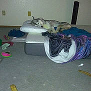 Dino joined the competition — help win amazing prizes! dog, sleeping, air_mattress, pillow, blanket, carpet, indoor, toy, clutter, room, resting, canine, household, floor, relaxing, nap, cozy, stuffed, messy, domestic