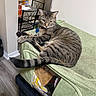Lucky Four joined the competition — help win amazing prizes! cat, tabby_cat, pet, indoor, furniture, storage_box, relaxed, animal, mammal, feline, domestic_cat, striped, table, chair, floor, household, room, container, looking, resting