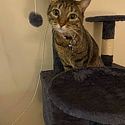 Lucky Four is registered to the contest to win money with this photo: cat, tabby, cat_tree, pet, indoor, feline, curious, fur, whiskers, collar, toy, scratching_post, perched, animal, household, domestic, playful, ears, cute, looking