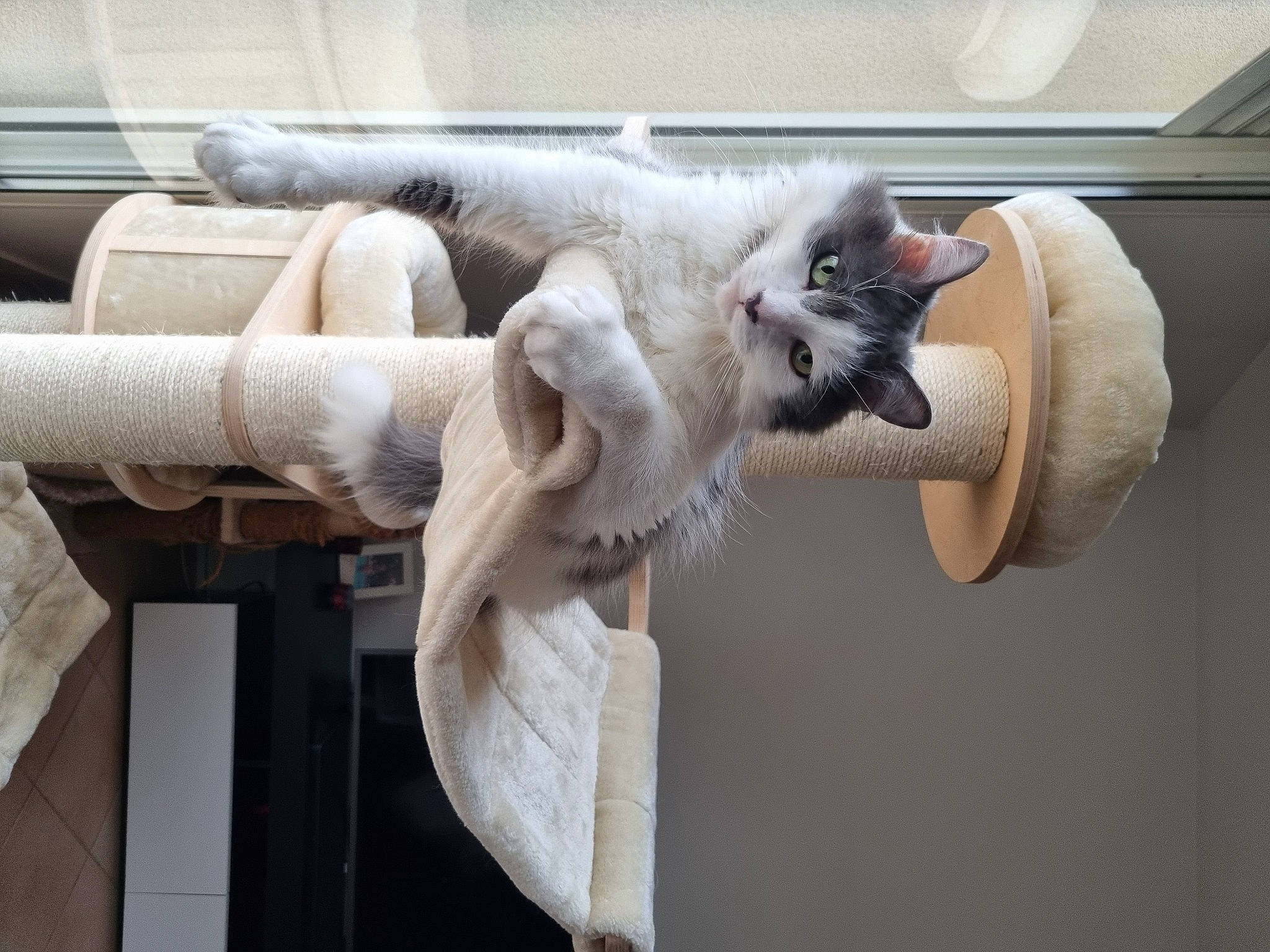 Ace participe au concours pour gagner de l'argent avec cette photo : carnivore, cat, cat_supply, claw, collar, comfort, domestic_short_haired_cat, fawn, felidae, fur, paw, pet_supply, small_to_medium_sized_cats, snout, tail, whiskers, wood