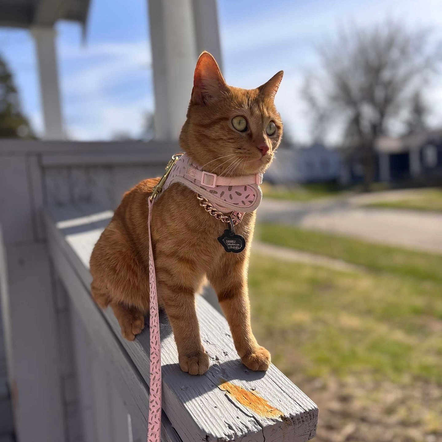 Caramelo joined the competition — help win amazing prizes! accessories, animal, architecture, building, cat, grass, hardwood, house, housing, indoors, interiordesign, kitten, leash, manx, outdoors, pet, plant, porch, strap, wood