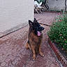 Sako participe au concours pour gagner de l'argent avec cette photo : animal, canine, dog, flower_bed, garden, german_shepherd, green_plants, happy, leafy, nature, outdoor, patio, pet, pink_flowers, plastic_chairs, sitting, stone_floor, tongue_out, wall, white_flowers